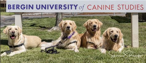 bergin canine university