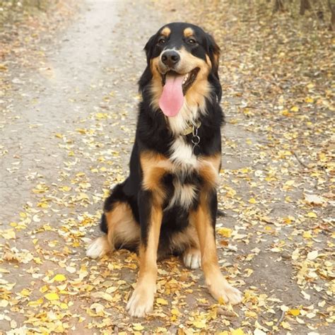 bernese golden mix