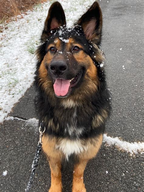 bernese mountain dog and german shepherd mix