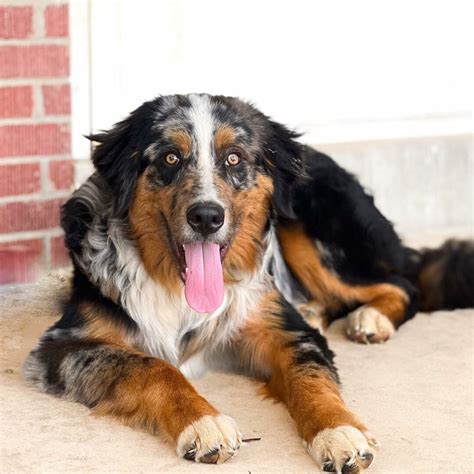 bernese mountain dog mix