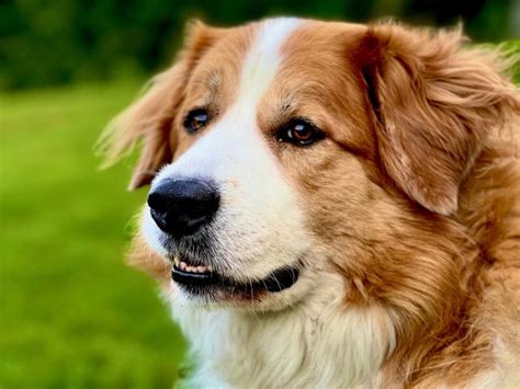 bernese mountain dog mixed with great pyrenees