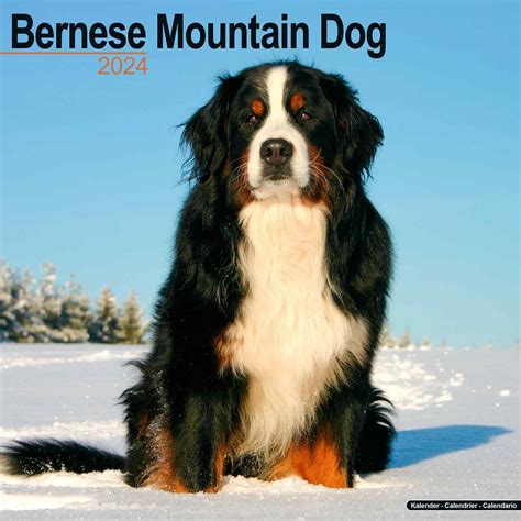 bernese mountain dogs calendar multilingual edition Kindle Editon