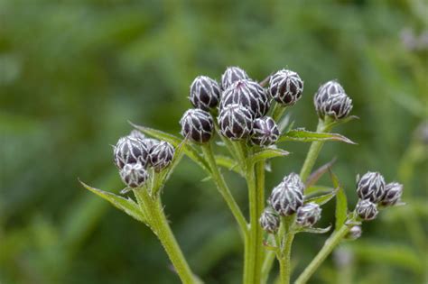 beschermde planten in friesland biskerme planten yn fryslan Epub