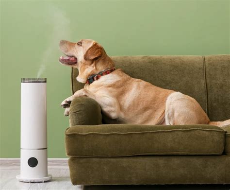 best air purifier for pets