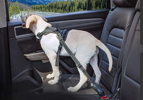 best dog seat belt