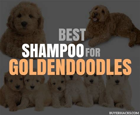 best dog shampoo for goldendoodles