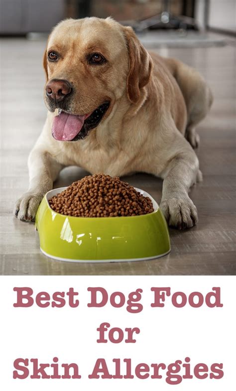 best dry dog food skin allergies