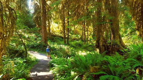 best easy day hikes olympic national park best easy day hikes series Doc