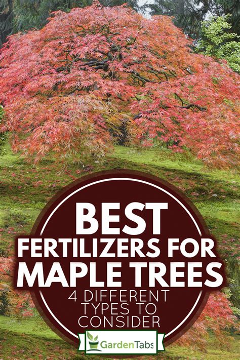 best fertilizer for maple trees