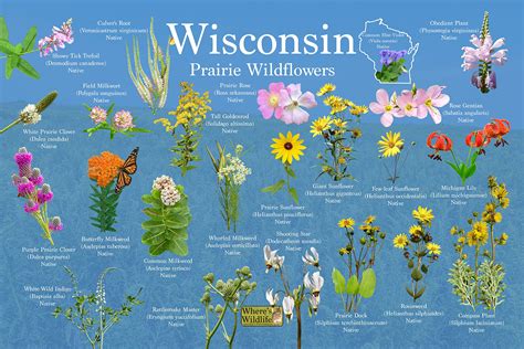 best garden plants for minnesota and wisconsin Reader