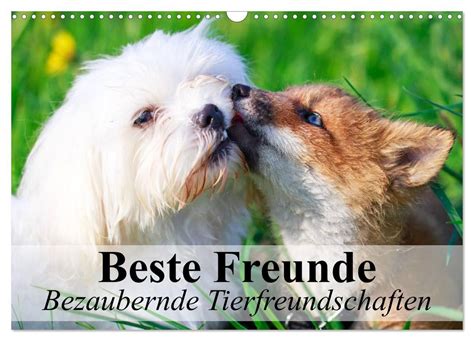 beste freunde tierfreundschaften wundersch nen monatskalender Reader