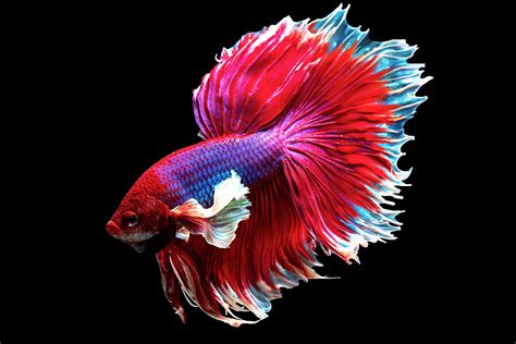 betta fish