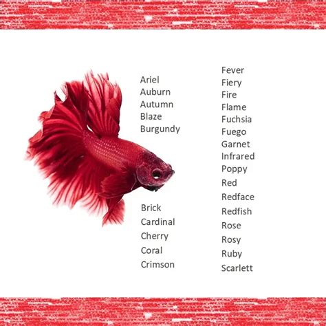 betta fish names