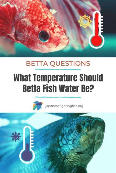 betta fish water temp