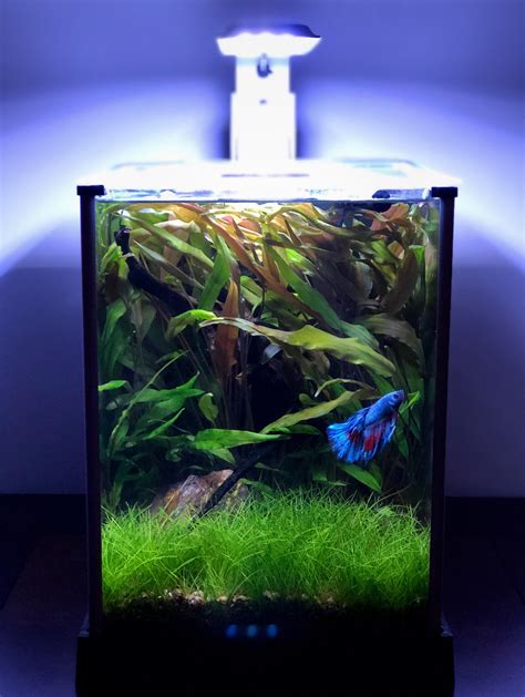 betta tanks