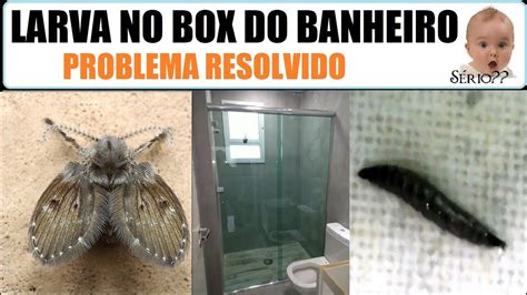 bichinhos que aparecem no banheiro