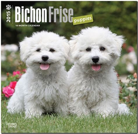 bichon frise 2015 square 12x12 multilingual edition PDF