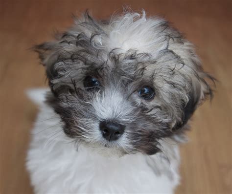 bichon frise shih tzu mix