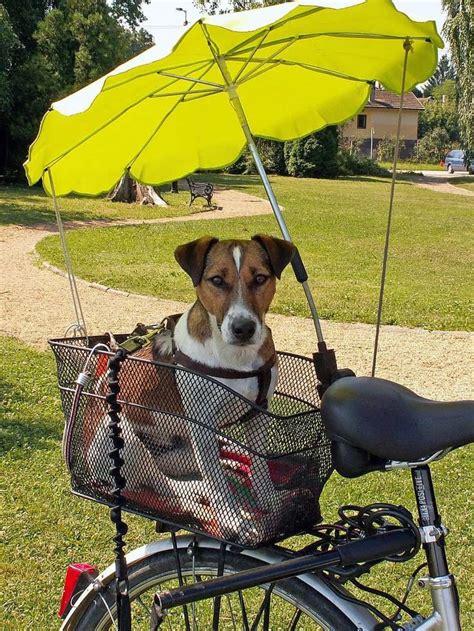 bicycle dog