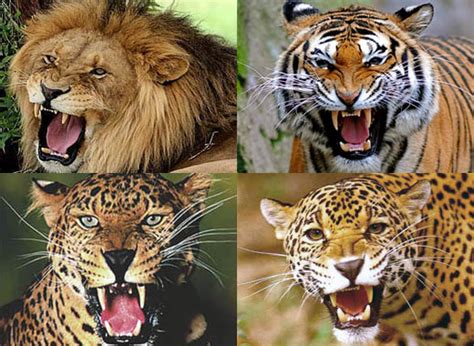 big cats that roar lions tigers jaguars and leopards Epub