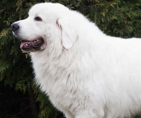 big white dogs