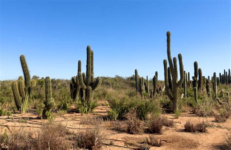 biodiversity of deserts Doc