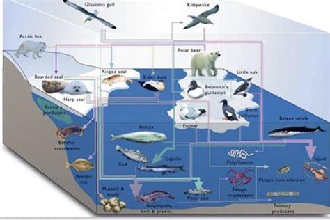 biodiversity of polar regions Reader