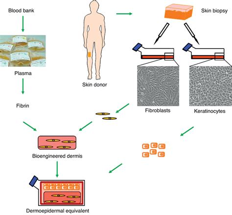 bioengineering of the skin bioengineering of the skin PDF