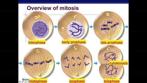biology 1f8765 mitosis of an animal cell PDF