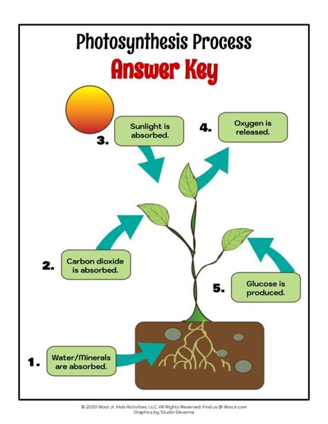 biology 83 the process of photosynthesis answer key Reader