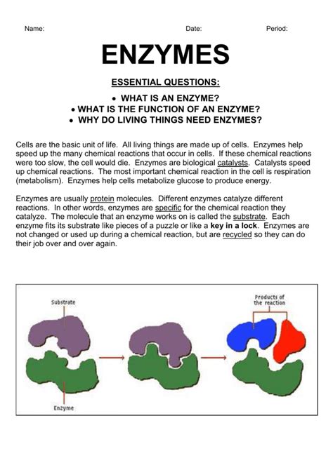 biology biochemistry understanding enzymes answer key Doc