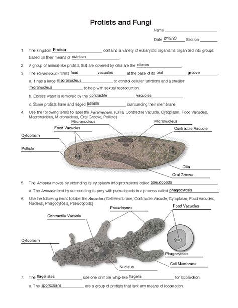 biology guide protists answers PDF
