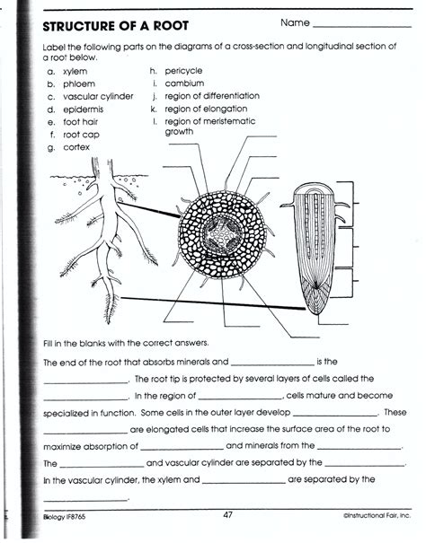 biology if8765 structure of a root answers Kindle Editon