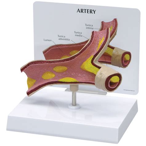 biology isa 2015 model arteries Ebook PDF