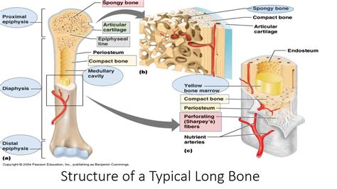 biology of bone biological structure and function books Reader