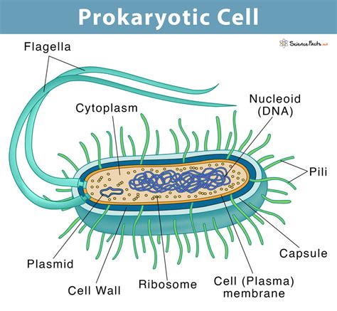 biology of the prokaryotes Epub