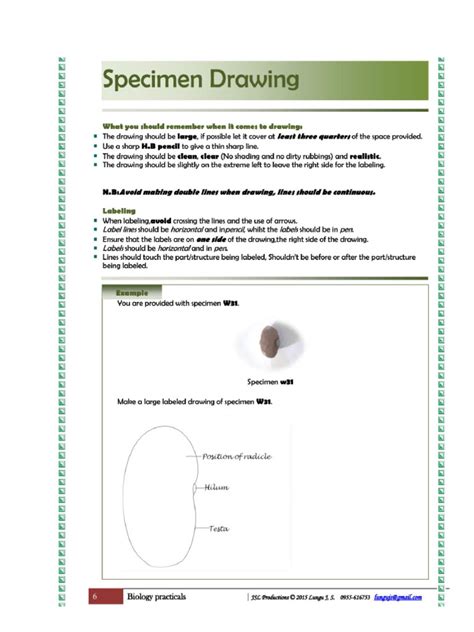 biology practical specimen drawing Reader