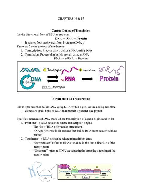 biology study guide chapters 16 and 17 PDF