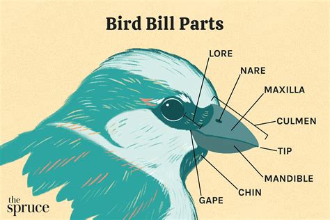 bird bill