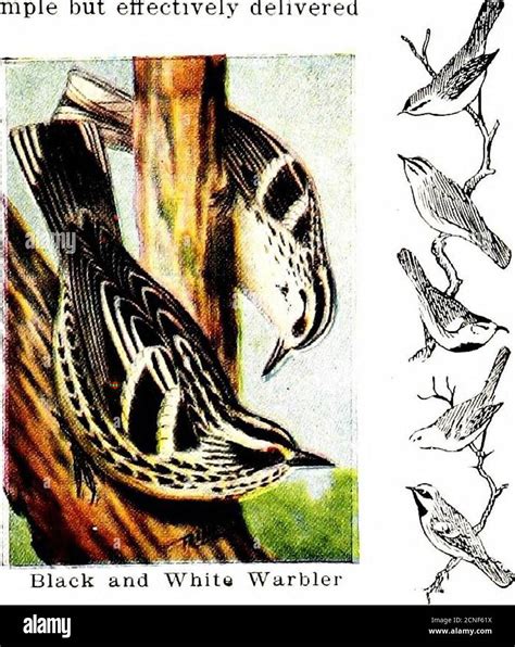 bird book illustrating natural hundred Doc