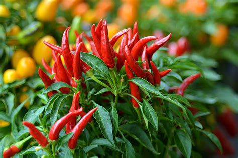 bird chili plant