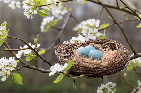 bird nest tree