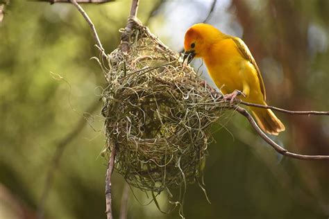 bird nests and construction behaviour Kindle Editon