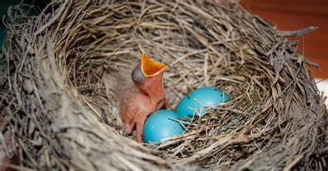 bird that lays eggs in other birds nest