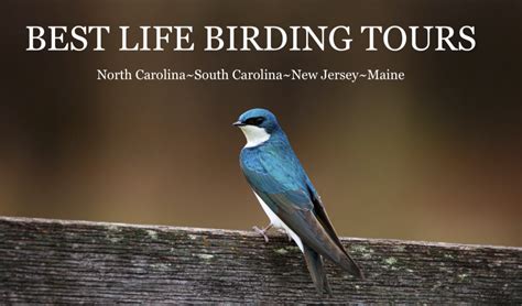 birds and birding at cape may what to see and when and where to go Reader