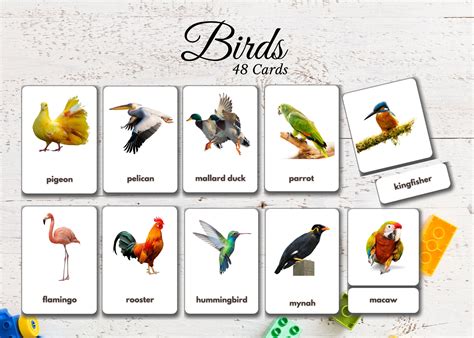 birds flash cards amazing flash cards book 3 Epub