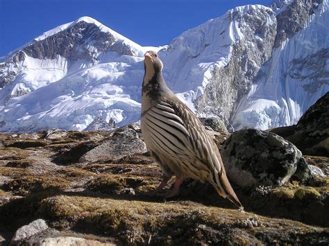 birds in the mountains