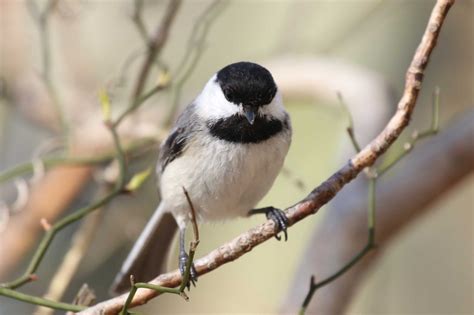 birds of cape cod and the islands Epub