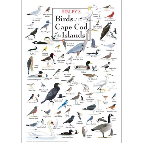 birds of cape cod and the islands in postcards PDF