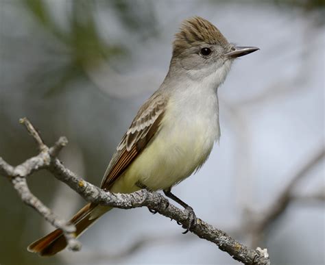 birds of napa county Doc